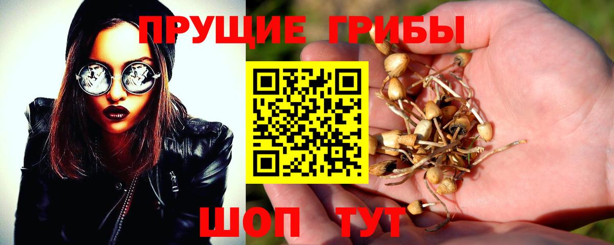 Псилоцибиновые грибы Cubensis  Вход с VPN  Калининград 